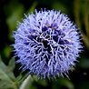 Echinops Echinops bannaticus 'Blue Globe' Echinops Echinops bannaticus 'Blue Globe'