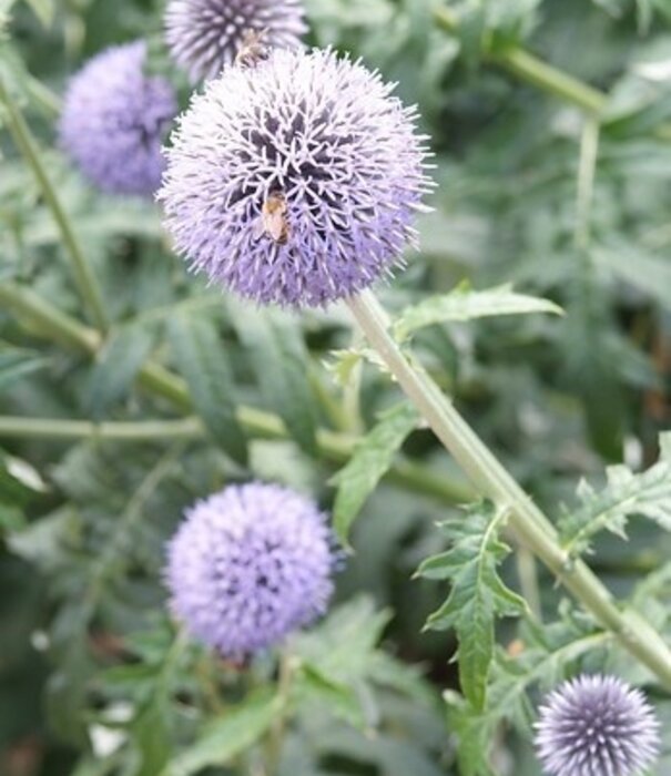 Echinops Echinops bannaticus 'Blue Globe'