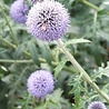 Echinops Echinops bannaticus 'Blue Globe' Echinops Echinops bannaticus 'Blue Globe'