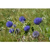 Echinops ''Ritro''