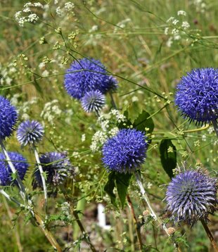Echinops ''Ritro''