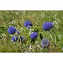 Echinops ''Ritro''