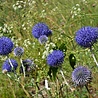 Echinops Echinops ''Ritro'' Echinops Echinops ''Ritro''