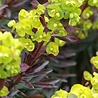 Euphorbia Euphorbia amygdaloides 'Purpurea' Euphorbia Euphorbia amygdaloides 'Purpurea'