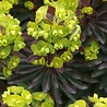 Euphorbia Euphorbia amygdaloides 'Purpurea' Euphorbia Euphorbia amygdaloides 'Purpurea'