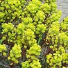 Euphorbia Euphorbia amygdaloides 'Purpurea' Euphorbia Euphorbia amygdaloides 'Purpurea'