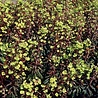 Euphorbia Euphorbia amygdaloides 'Purpurea' Euphorbia Euphorbia amygdaloides 'Purpurea'