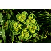 Euphorbia amygdaloides var. 'Robbiae'