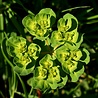Euphorbia Euphorbia amygdaloides var. 'Robbiae' Euphorbia Euphorbia amygdaloides var. 'Robbiae'