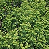 Euphorbia Euphorbia amygdaloides var. 'Robbiae' Euphorbia Euphorbia amygdaloides var. 'Robbiae'