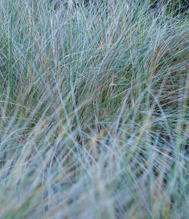 Festuca Festuca glauca 'Elijah Blue'