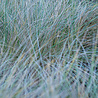 Festuca Festuca glauca 'Elijah Blue' Festuca Festuca glauca 'Elijah Blue'