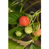 Fragaria vesca
