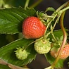 Fragaria Fragaria vesca Fragaria Fragaria vesca