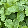 Fragaria Fragaria vesca Fragaria Fragaria vesca