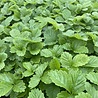 Fragaria Fragaria vesca Fragaria Fragaria vesca