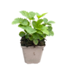 Fragaria Fragaria vesca Fragaria Fragaria vesca