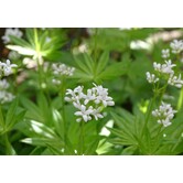Galium odoratum