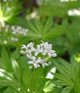 Galium odoratum