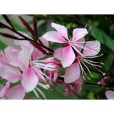 Gaura lindheimeri 'Siskiyou Pink'