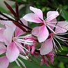 Gaura Gaura lindheimeri 'Siskiyou Pink' Gaura Gaura lindheimeri 'Siskiyou Pink'