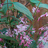 Gaura Gaura lindheimeri 'Siskiyou Pink' Gaura Gaura lindheimeri 'Siskiyou Pink'