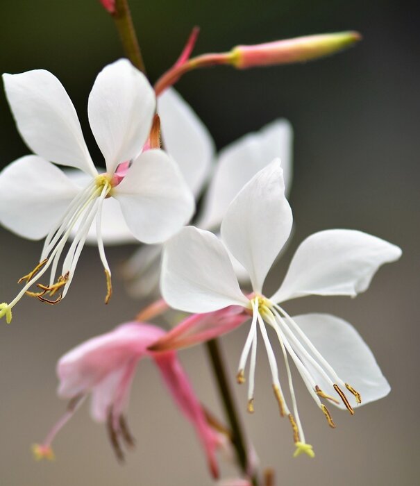 Gaura Gaura lindheimeri
