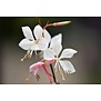 Gaura lindheimeri