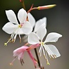 Gaura Gaura lindheimeri Gaura Gaura lindheimeri