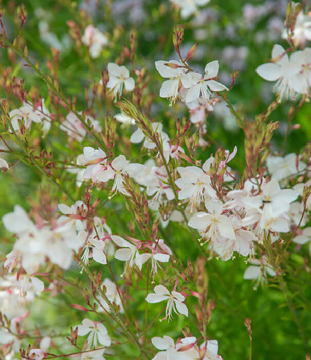 Gaura Gaura lindheimeri