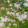 Gaura Gaura lindheimeri Gaura Gaura lindheimeri