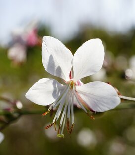 Gaura lindh. 'White Dove'