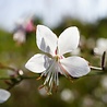 Gaura Gaura lindh. 'White Dove' Gaura Gaura lindh. 'White Dove'