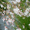 Gaura Gaura lindh. 'White Dove' Gaura Gaura lindh. 'White Dove'