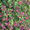 Geranium Geranium 'Ann Folkard' Geranium Geranium 'Ann Folkard'