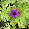 Geranium Geranium 'Ann Folkard' Geranium Geranium 'Ann Folkard'