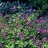 Geranium Geranium 'Ann Folkard' Geranium Geranium 'Ann Folkard'