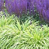 Hakonechloa Hakonechloa macra Hakonechloa Hakonechloa macra