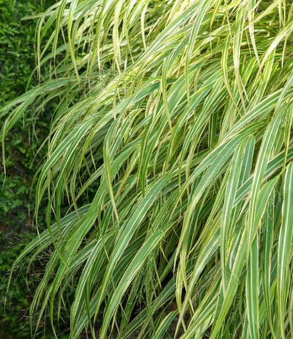 Hakonechloa Hakonechloa macra