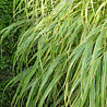 Hakonechloa Hakonechloa macra Hakonechloa Hakonechloa macra