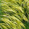 Hakonechloa Hakonechloa macra Hakonechloa Hakonechloa macra