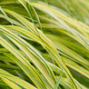 Hakonechloa Hakonechloa macra Hakonechloa Hakonechloa macra