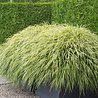 Hakonechloa Hakonechloa macra Hakonechloa Hakonechloa macra