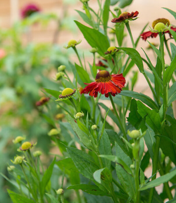 Helenium Helenium 'Moerheim Beauty'