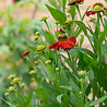 Helenium Helenium 'Moerheim Beauty' Helenium Helenium 'Moerheim Beauty'