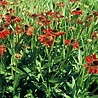 Helenium Helenium 'Moerheim Beauty' Helenium Helenium 'Moerheim Beauty'