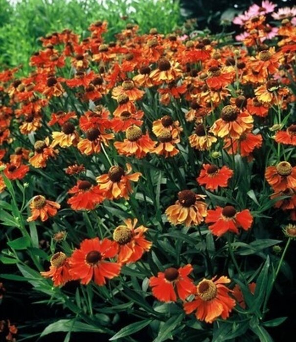 Helenium Helenium 'Moerheim Beauty'
