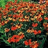 Helenium Helenium 'Moerheim Beauty' Helenium Helenium 'Moerheim Beauty'