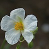 Helianthemum Helianthemum 'The Bride' Helianthemum Helianthemum 'The Bride'