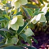 Helleborus Helleborus ''Niger'' Helleborus Helleborus ''Niger''